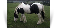 The Coal Horse